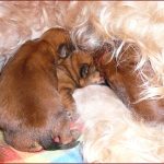 Cuccioli Irish Soft Coated Wheaten Terrier